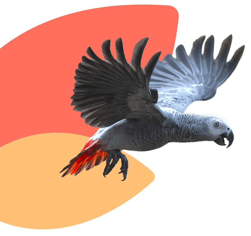 bird