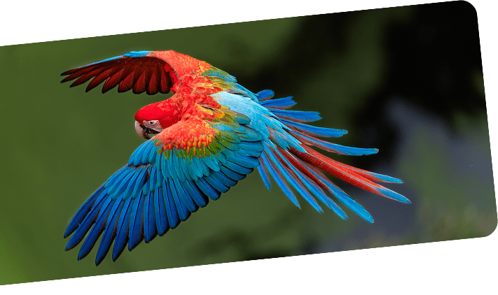 Parrots