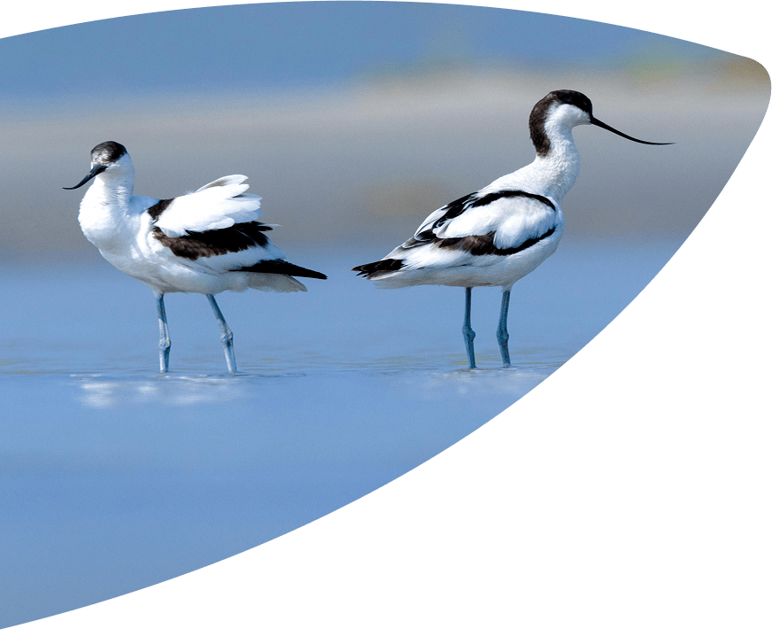 Wetland Waders