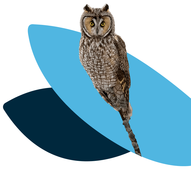 owl